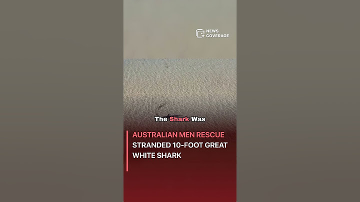 Australian Men Rescue Stranded 10-Foot Great White Shark #worldnews #news
