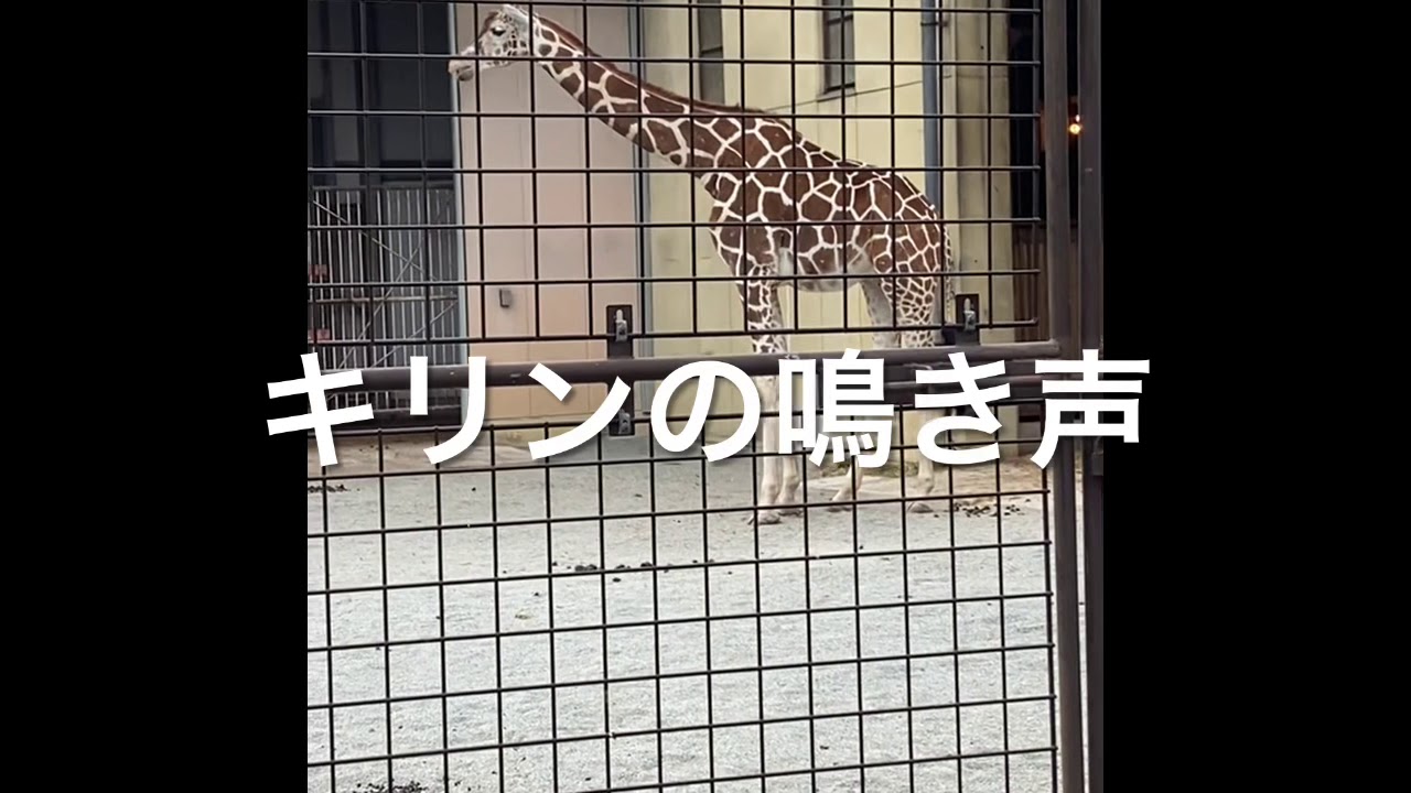 キリン の 鳴き声