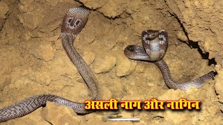 कामवासना के चलते, जब पकड़े गए नाग और नागिन Venomous Cobra Snake Rescue in the Village Harbaspur