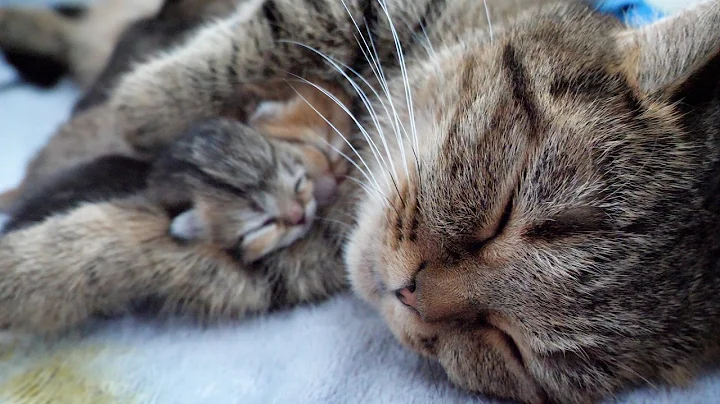 Watch the video about A mother cat hugging her baby kittens to sleep is adorable...