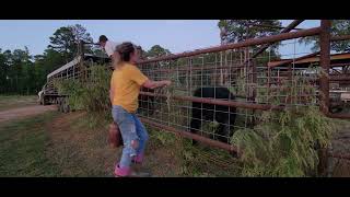 Moving weaned Calves