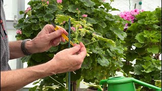 Growing Pelargonium Standards - Tips and Tricks - Part Two