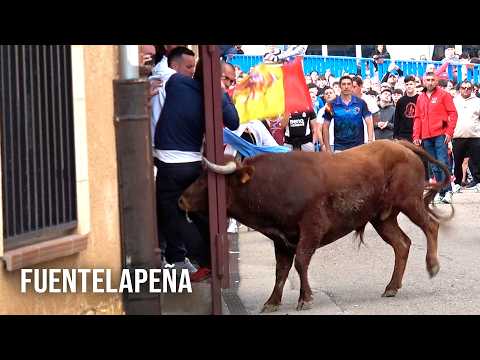Fuentelapeña 2026 Toro del Cajón