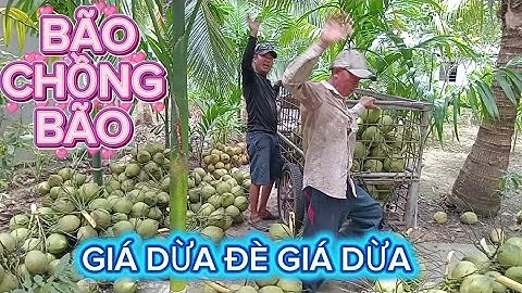 Bão chồng bão liên tiếp .giá dừa tuột giá liên tiếp .giá dừa bị đè miết #quocduavlog 