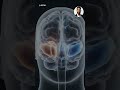 How Your Brain Could Inspire AI