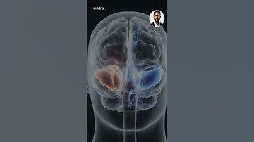 How Your Brain Could Inspire AI