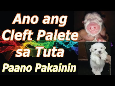 Video: Tämä Bulldog With A Cleft Palate tekee suurta eroa