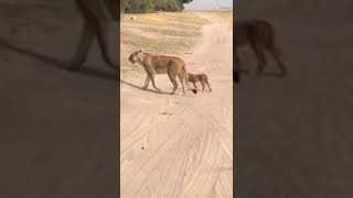 الفرق بين الاسد والنمر في قصة.