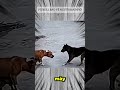 PITBULL BẢO VỆ NGƯỜI BẠN NHỎ
