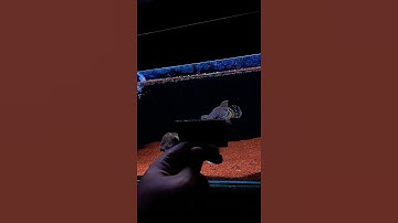 Thumbnail of CHANNA AURANTI #channa #auranti #ikan