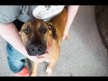 Bindy - 8 Month Old - Female - German Shepherd Mix
