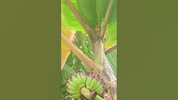 cây chuối đột biến