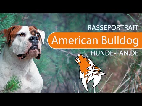 ► American Bulldog [2018] Rasse, Aussehen &amp; Charakter