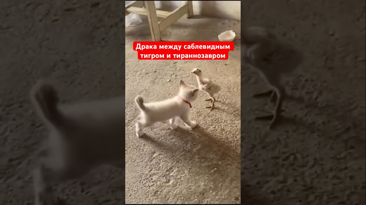 youtube video for Битва не на жизнь, а на смерть