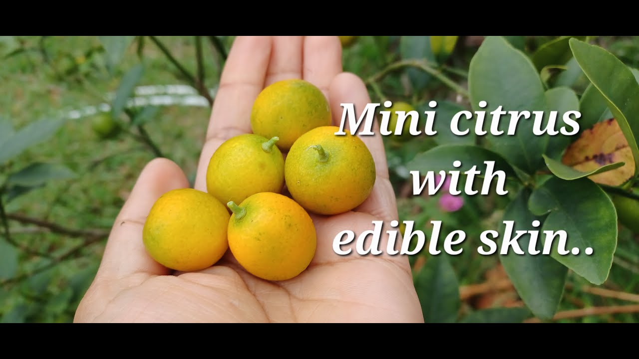 What is a Meiwa kumquat taste like? YouTube