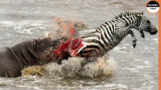 Hippo Do Not Show Empathy To a Helpless Zebra