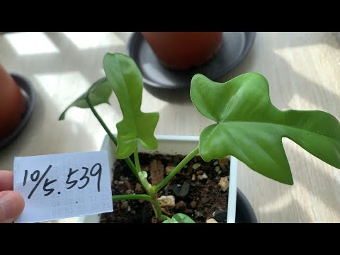 植栽539 | 10月5日(四)龍爪蔓綠絨最近新葉不停長出！