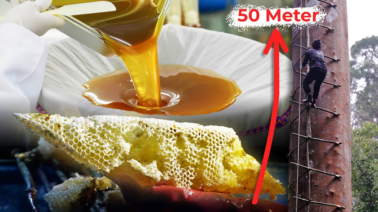 Proses Ambil Madu Tualang Asli dan Berkualiti Tinggi di Kedah