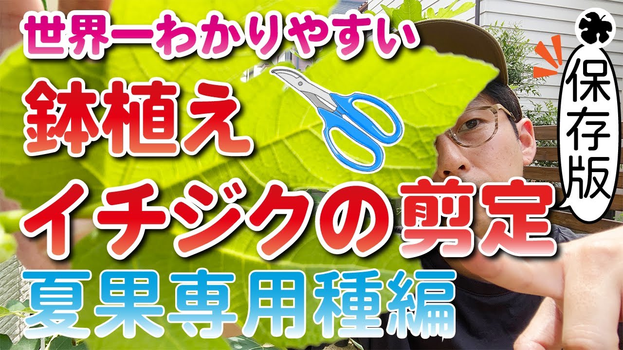 前編】初心者必見！イチジクの剪定方法。夏果専用種編（育て方） - YouTube