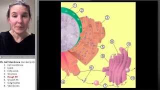 Cell membrane 5- Rough ER