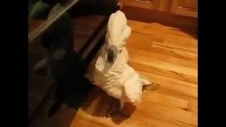 Приколы!Грязные танцы попугаев!(Fun! Dirty Dancing parrot!) Приколы!Грязные танцы попугаев!(Fun! Dirty Dancing parrot!)