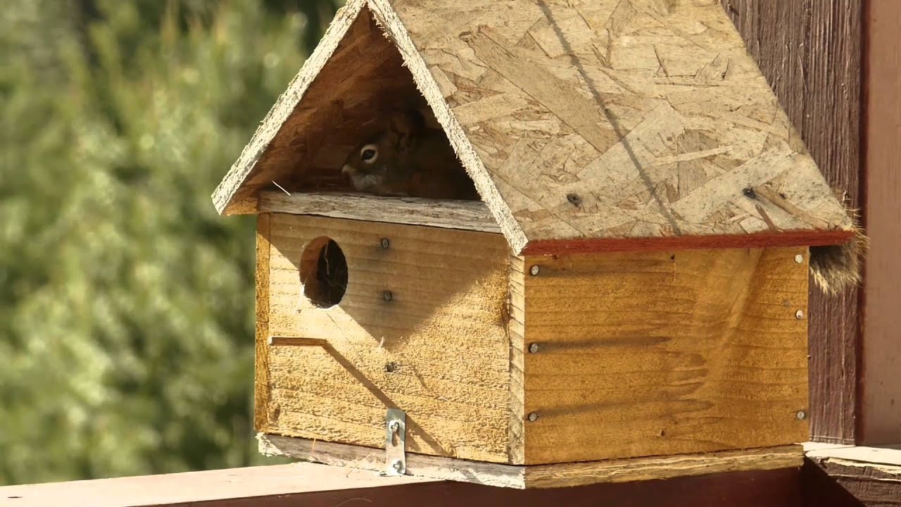 Squirrel Birdhouse YouTube