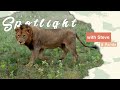 Misty Mornings with Tawny Cats - Safari Spotlight #5