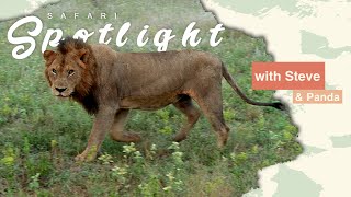 Misty Mornings with Tawny Cats - Safari Spotlight #5