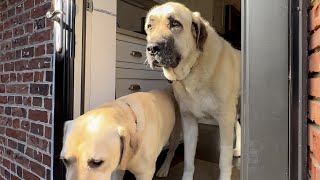 Funny Giant Dog Stuck Inside Door  Funny Dogs Video  Cute Dogs Video Clean