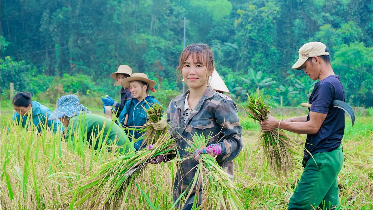 One day as a hired laborer harvesting rice. Traditional rice harvesting ...