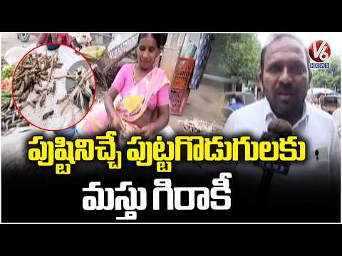 Insane Demand for Nutritious Mushrooms in Adilabad | V6 News - V6NEWSTELUGU