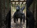 godzilla