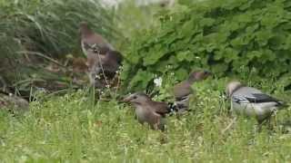 1030401千島湖絲光椋鳥1