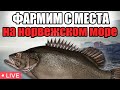 РР4 СТРИМ • ГДЕ ЛУЧШЕ ФАРМИТЬ НА НОРВЕЖСКОМ МОРЕ ?  •  РУССКАЯ РЫБАЛКА 4