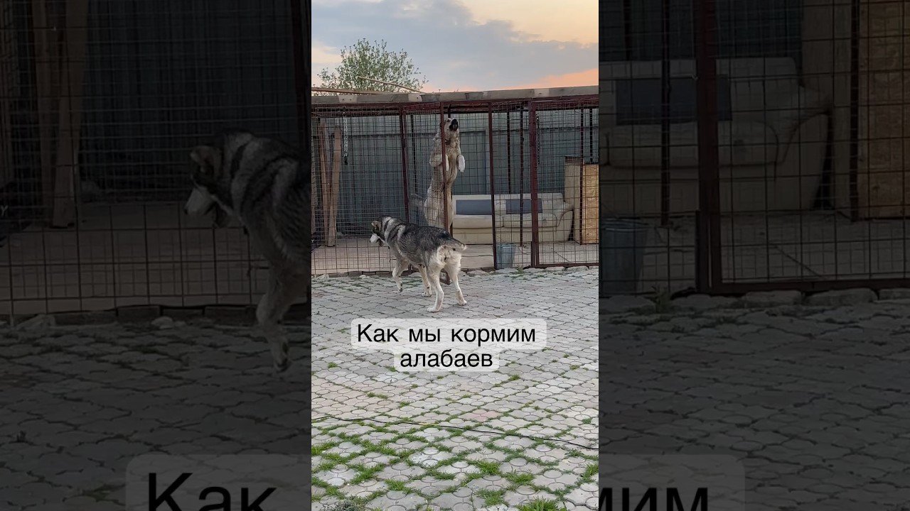 бойцовые собаки алабай