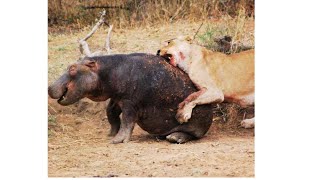 # shorts# Lioness Takes on a Hippo