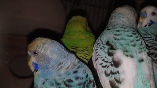Download Lagu Budgies Night Show Feather Tales – Exploring Life Through Wings MP3 Download Lagu Budgies Night Show Feather Tales – Exploring Life Through Wings MP3
