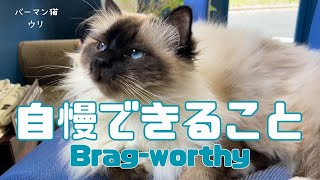 バーマン猫ウリとミカ【自慢できること】Brag-worthy（バーマン猫）Birman/Cat