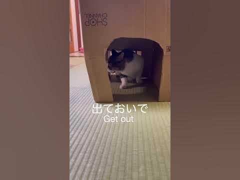 走れるようになっったよ #リハビリ #ねこのいる生活 #四肢麻痺#shorts - YouTube