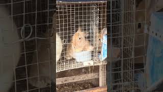Ashlynn/Aster to Sweetpea/Romeo #shorts #rabbit #pets #cute #animals