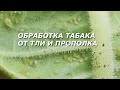 Обработка табака от тли и прополка