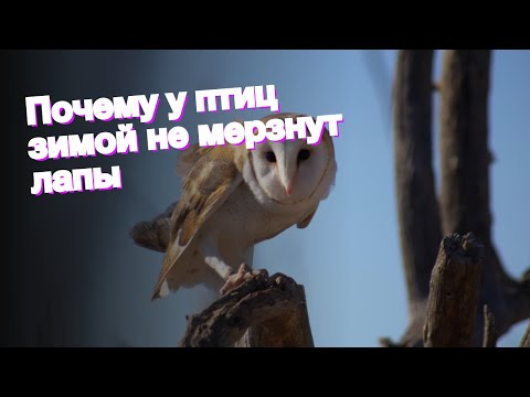 Почему у птиц зимой не мерзнут лапы