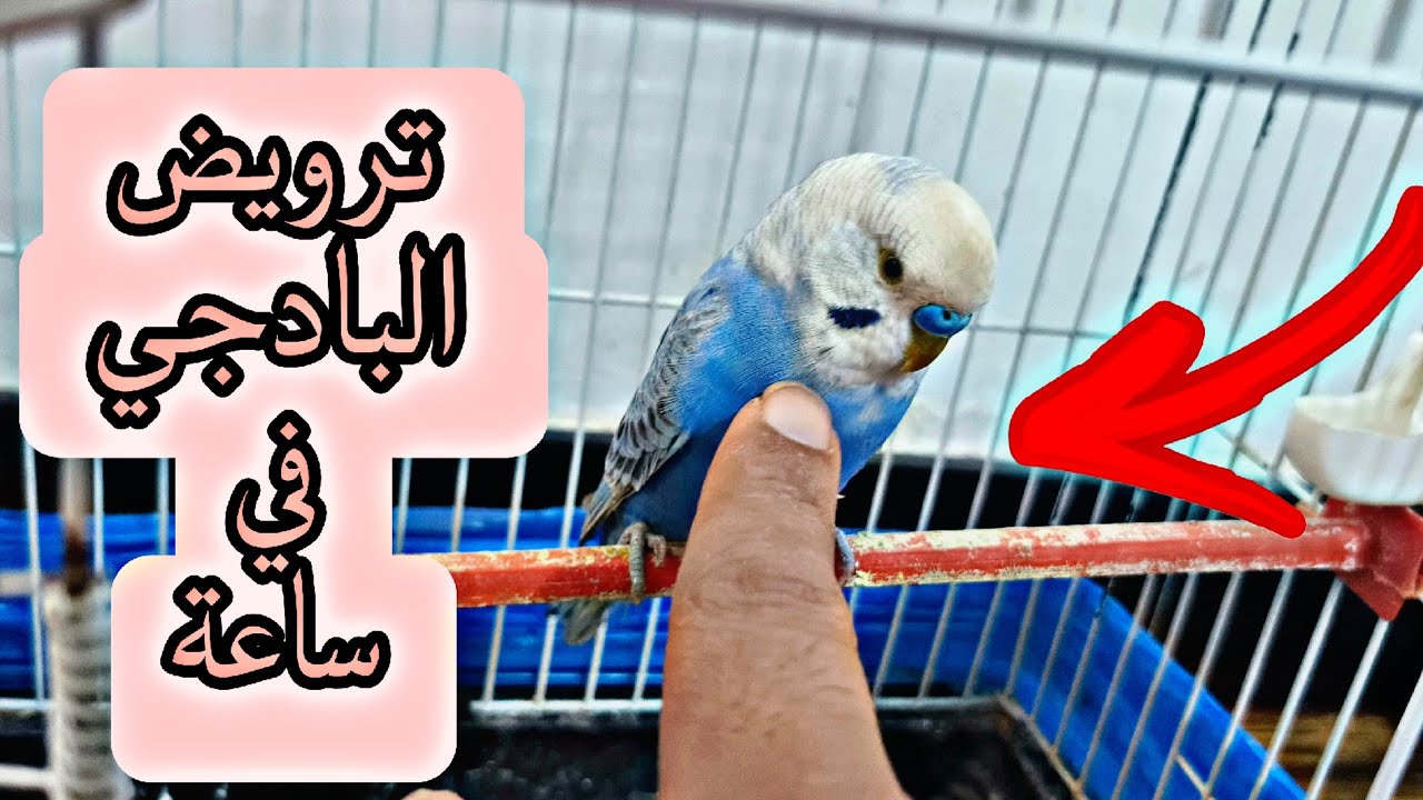 أسرع طريقة لترويض طير الحب البادجي في ساعه فقط 