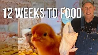 We Raised Over 200 POUNDS of Food in 12 weeks!