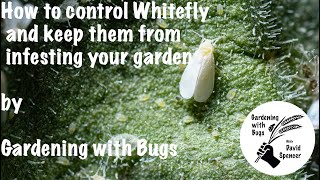 How to control Whitefly and keep them from infesting your garden. by Gardening with Bugs 1,231 views 1 year ago 13 minutes, 44 seconds