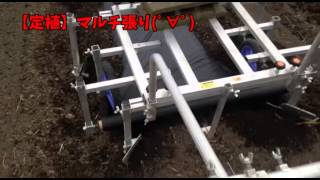【定植準備】マルチ張り／ハーリー（PT-1350）／光分解マルチ