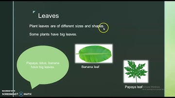 Class-I /EVS /Chapter- 16 Plants: The Green World(Part-II)