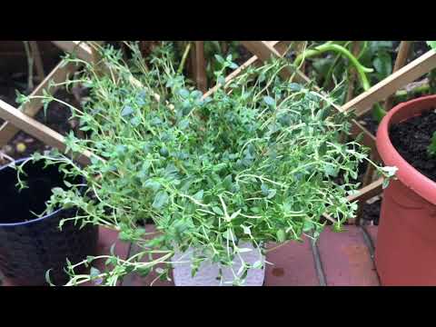 Basil, Thyme & Mint Planting