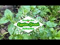 Egyptian spinach  corchorus olitorius  my subtropical food forest plants at permaculture haven