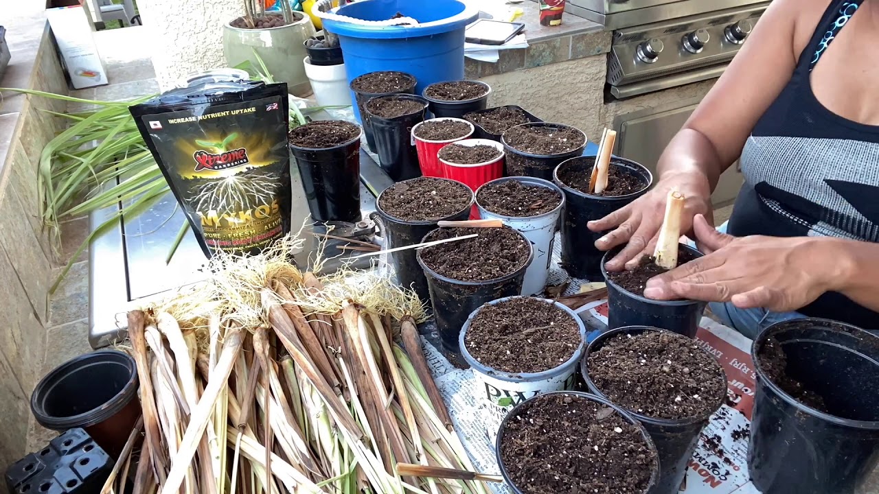 Lemongrass Plant Giveaway - YouTube